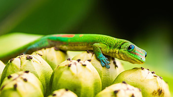 Gecko wonder, Stunning reptile, Nature's art, Majestic beauty HD wallpaper