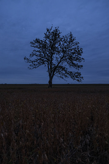 Nature, Grass, Horizon, Wood, Tree, Branches, Field HD phone wallpaper