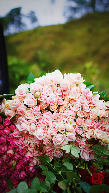 Flowers, Roses, Pink, Bouquet, Present, Gift, Tenderness HD phone wallpaper