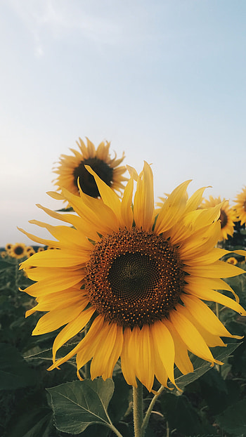 Sunflower, Beautiful, Flower HD phone wallpaper