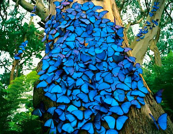 Blue Butterflies, blue, butterflies, cool HD wallpaper