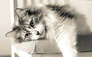 Animals, Cat, Fluffy, To Lie Down, Lie HD wallpaper