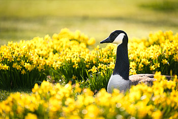 Animal, goose HD wallpaper
