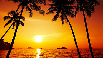 Sunset, sea, palms, orange sky, silhouette HD wallpaper