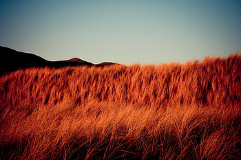 Landscape, Nature, Grass, Hills, Dry HD wallpaper