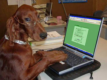 educated dog, browsing, it officer HD wallpaper