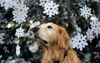 Animals, Dog, Muzzle, Retriever HD wallpaper