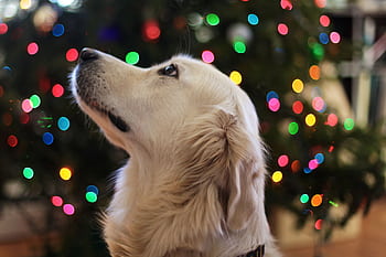 Adorable Golden Retriever with Christmas tree lights in the background, creating a festive atmosphere. HD wallpaper