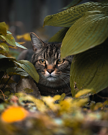 Animals, Leaves, Cat, Hide, Sight, Opinion, Animal HD phone wallpaper