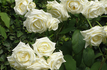Flowers, Roses, Summer, Bush, Greens, Garden HD wallpaper