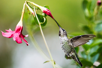 Hummingbird, Bird, Flowers, Bud, Beak HD wallpaper
