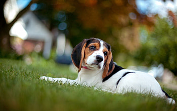 Animals, Grass, To Lie Down, Lie, Color, Puppy HD wallpaper