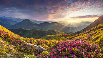 Pink Flowers Bushes Grass Field Stones Mountains Slope Under Black Clouds Blue Sky Sunlight Rays Nature HD wallpaper
