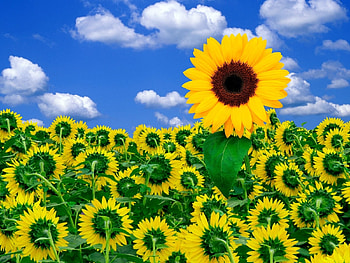 Plants, Sunflowers, Sky HD wallpaper