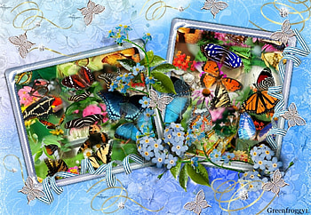 MANY BUTTERFLIES, MANY, FRAMED, BUTTERFLIES HD wallpaper