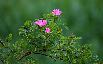 Wild Roses, Latvia, flowers, pink HD wallpaper