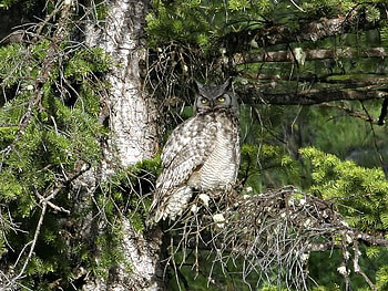 Male Great Horned, bird, male, owl, tree HD wallpaper