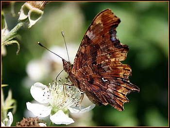 butterfly, spring, blossom, beauty HD wallpaper