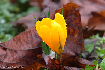 Flowers, Drops, Flower, Saffron HD wallpaper