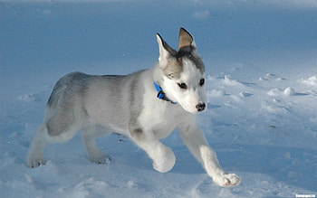 Animals, Dogs, Snow HD wallpaper