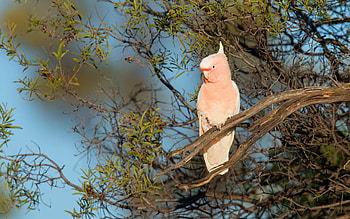 Galah pink cockatoo, Vibrant Australian bird, Breathtaking parrot, Stunning beauty HD wallpaper