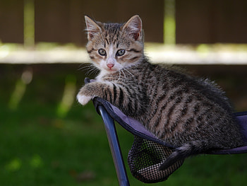 Animals, Kitty, Kitten, Striped, Sight, Opinion HD wallpaper