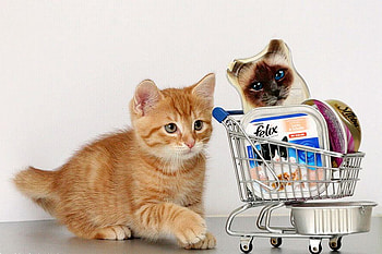 Kitty_Mart, cool, kitty, mart HD wallpaper