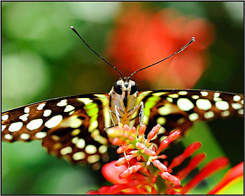 Butterfly, animal, wings, flowers HD wallpaper