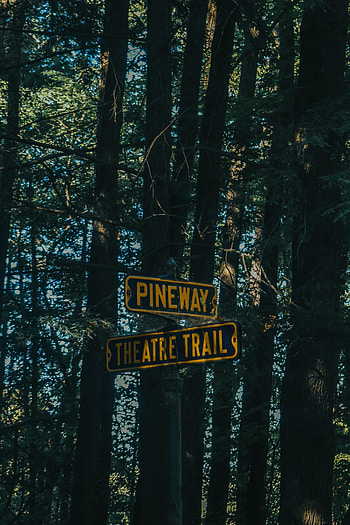 Trees, Words, Forest, Pointers, Inscription HD phone wallpaper