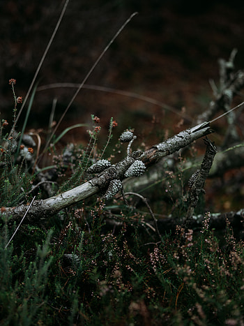 Nature, Grass, Cones, Pine, Branch, Dry HD phone wallpaper