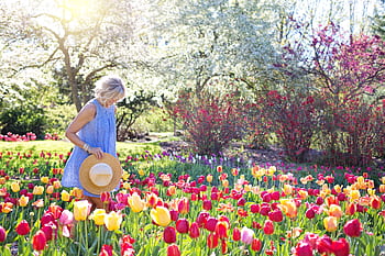 A woman in a blue dress admires colorful tulips in a sunny spring garden. HD wallpaper