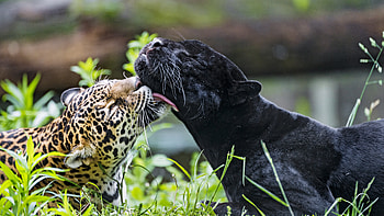 Animals, Leopard, Wildlife, Lick, Panther HD wallpaper