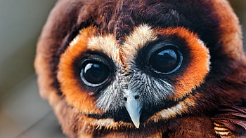 Owl, National Geographic HD wallpaper