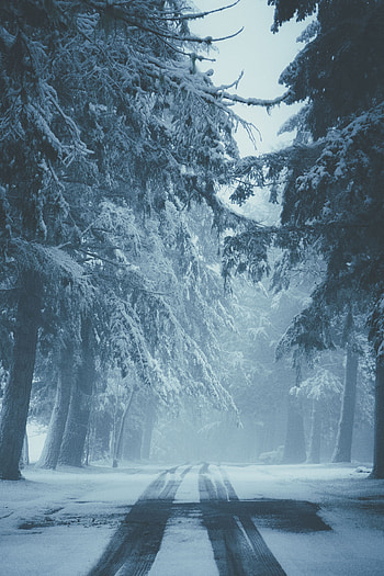 Winter, Nature, Trees, Snow, Road, Fog, Traces HD phone wallpaper