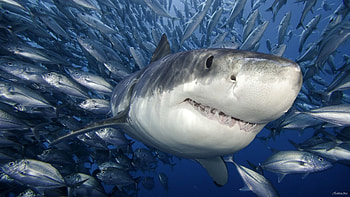 Animals, Sea, Sharks, Fishes HD wallpaper