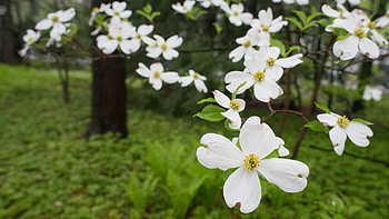 Dogwood, Spring, Blur, Branches, Bushes HD wallpaper