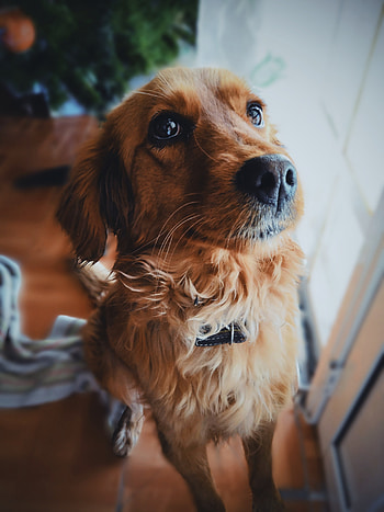 PERRO, companion dog, whiskers, CAFE, ANIMAL, RETRATO, DOG HD phone wallpaper