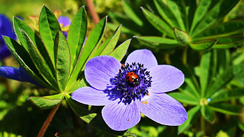 Anemone, blue, leaves, plant, buds, petals, lovebug, garden, blossom HD wallpaper