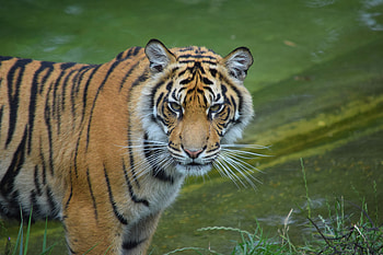 Animals, Predator, Big Cat, Sight, Opinion, Tiger, Wild HD wallpaper