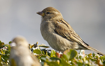 Animal , 4 , Avian beauty, collection HD wallpaper