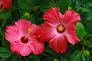 Hibiscus flower, beautiful, hibiscus, flower, plant, leaves, garden HD wallpaper