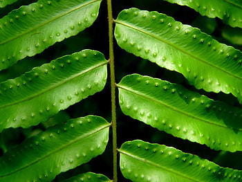 Leaves, Macro, Fern, Branch HD wallpaper