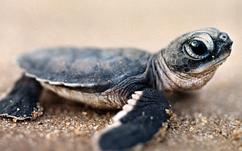Animals, Macro, Sit, Small, Carapace, Shell, Turtle HD wallpaper