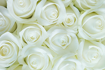 White roses, decorations, flowers HD wallpaper