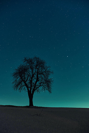 Night, Dark, Wood, Tree, Starry Sky, Field HD phone wallpaper