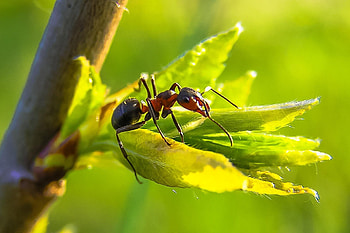 Ant HQ background, baltana, Detailed illustration, Graphic art HD wallpaper
