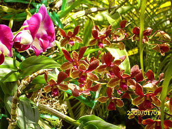 Orchids, guam HD wallpaper