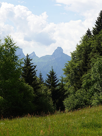 Nature, Trees, Grass, Mountain, Lawn HD phone wallpaper