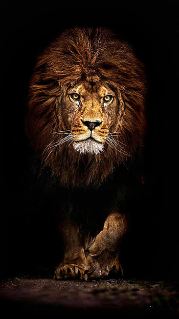 Majestic lion, King of the jungle, Roaring power, Regal presence HD phone wallpaper
