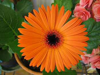 Evening Summer Sun, sunshine, orange, summer, nature, flowers, gerbera, sun, evening, forever HD wallpaper